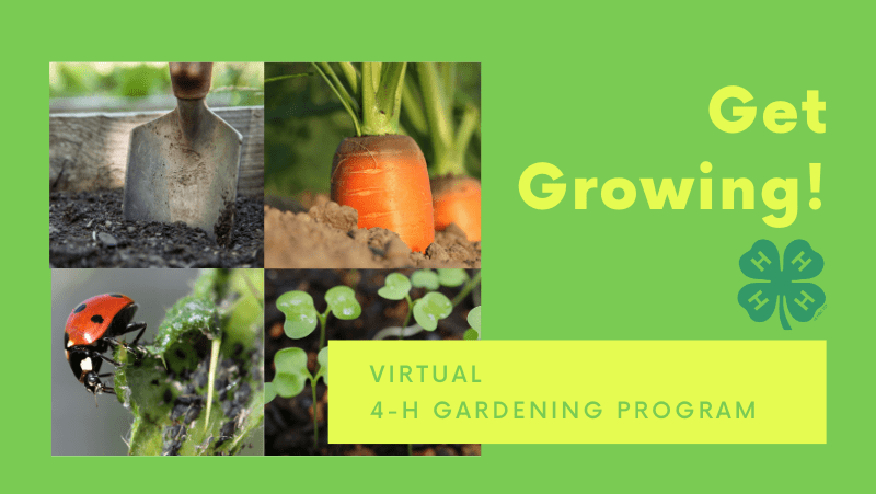 Get Growing! - Virtual 4-H Gardening Program Graphic