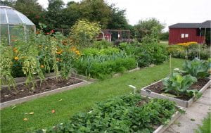 Backyard vegetable garden with raised beds