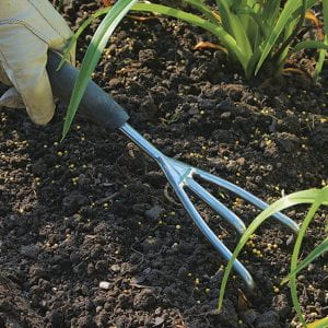 A gloved hand holding a small three pronged hand rake to incorporate granular fertilizer into the soil