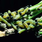 Young sawfly larvae - Group of bright green caterpillar-like bugs with black heads feeding on pine needles