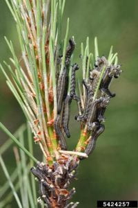 Group European Sawfly larvae on pine needles - group of grayish caterpillar-like creatures with black heads feeding on pine needles