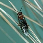 Small wasp perched on a pine needle