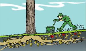 Cartoon - A man pushing a fertilizer spreade full of Ps and Ks across a lawn near a tree. There Ps and Ks in the soil below the grass near the tree roots. 