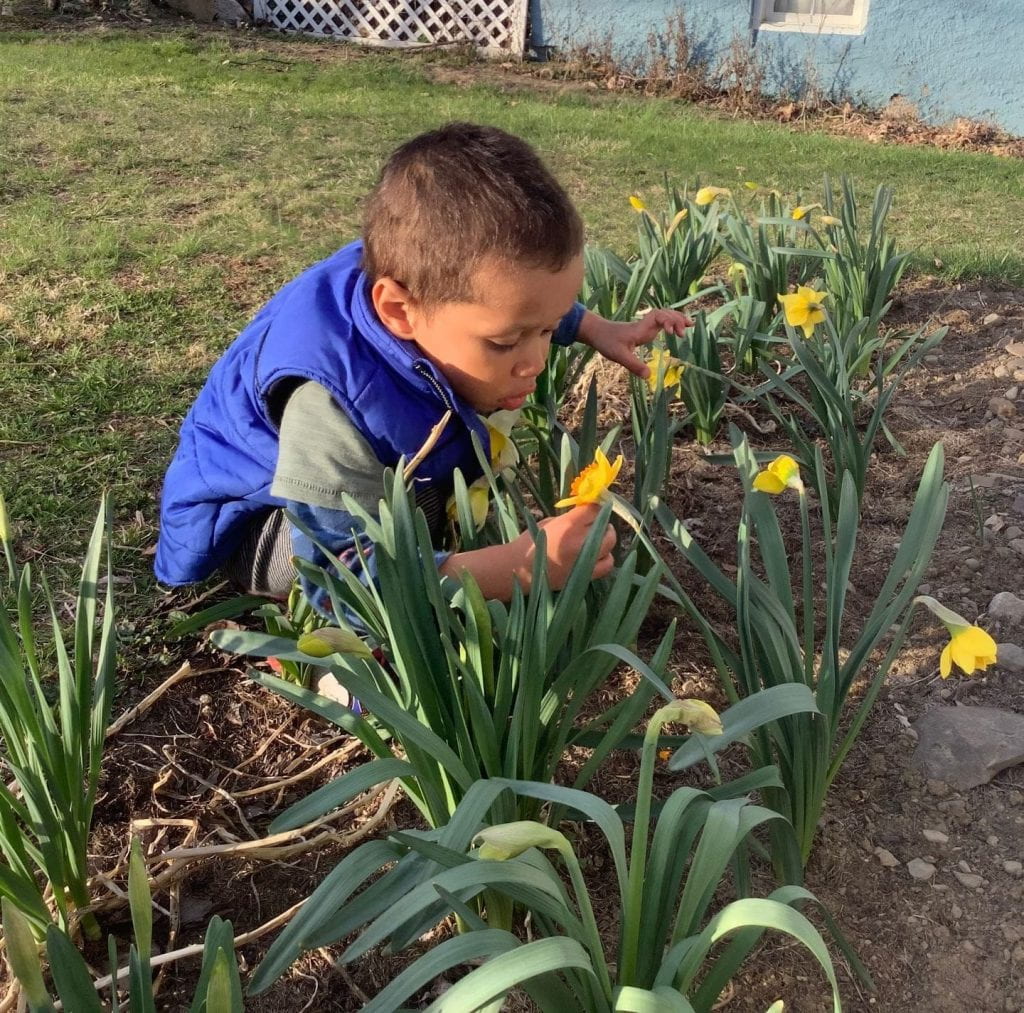 Small child squatting in a patch of daffodils leaning over to smell one of the blooms