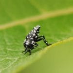 Small black bug with white spots sitting on a leaf