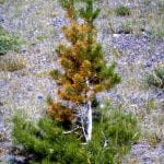 Evergreen tree with a large section of yellow needles