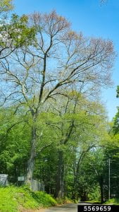 Trees with the upper canopy almost devoid of leaves due to gypsy moth