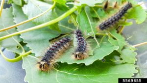 Three gypsy moth caterpolars on a bunch of green leaves