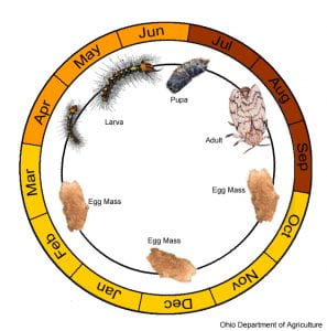 Diagram of a Gypsy Moth Lifecycle - Eggs from September until March, Larva in April, May and June, Pupa in July, Adults in August and September
