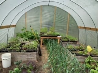 Inside of a hoop house full of green growing crops
