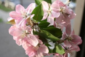 Cluster of Pink Flowers of a Sweet Crabapple Tree
