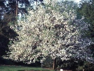 White flowering crabapple tree