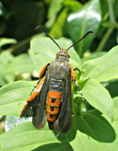 Adult Squash VIne Borer - Moth with black and red body, black wings and red legs 