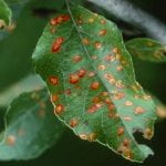 Cedar apple rust on apple - yellow spots with red halos on leaf