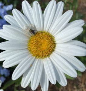 White spider camouflaged on a white daisy nabbing a fly
