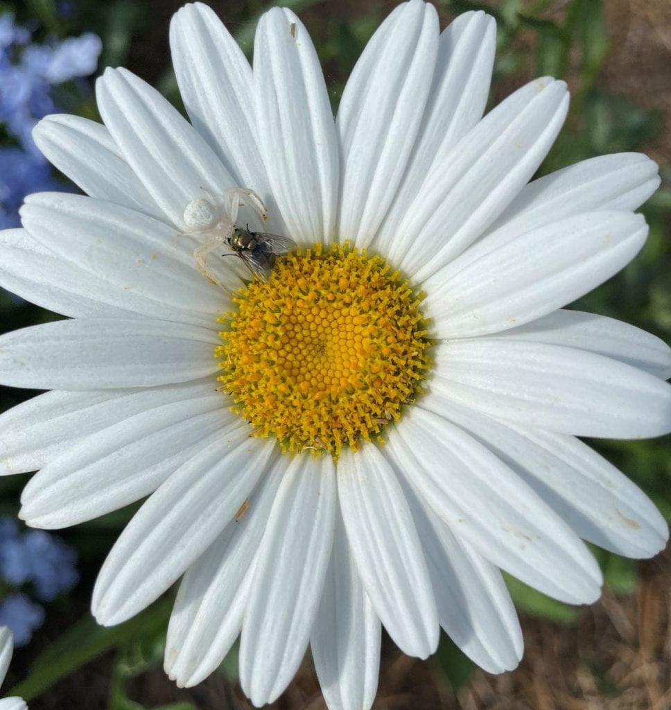 White spider camoflagued on a white daisy nabbing a fly 