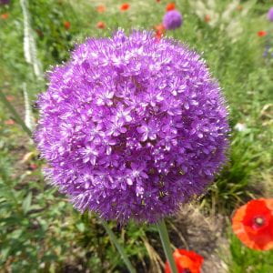 Large purple allium bloom - a spherical ball of tiny purple flowers