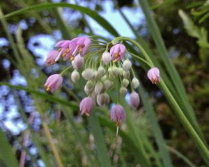 Nodding Allium - Clump of small pink flowers on the end of a long stalk with their heads pointing down