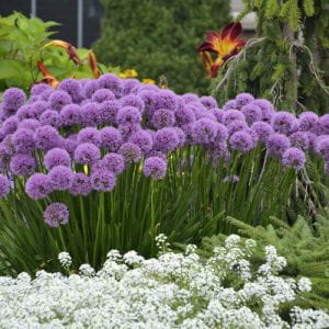 A clump of bright purple allium flowers - purple balls on green stems