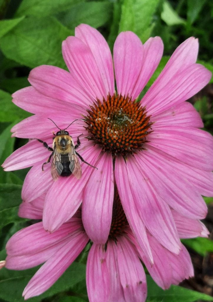 Bumble bee on the petals of an echinacea bloom