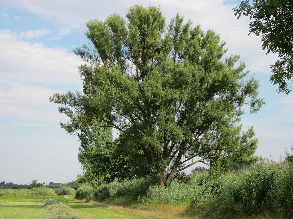 Large black willow tree on the edge of a field