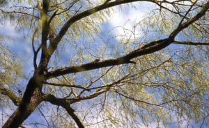 Balck willow tree in bloom