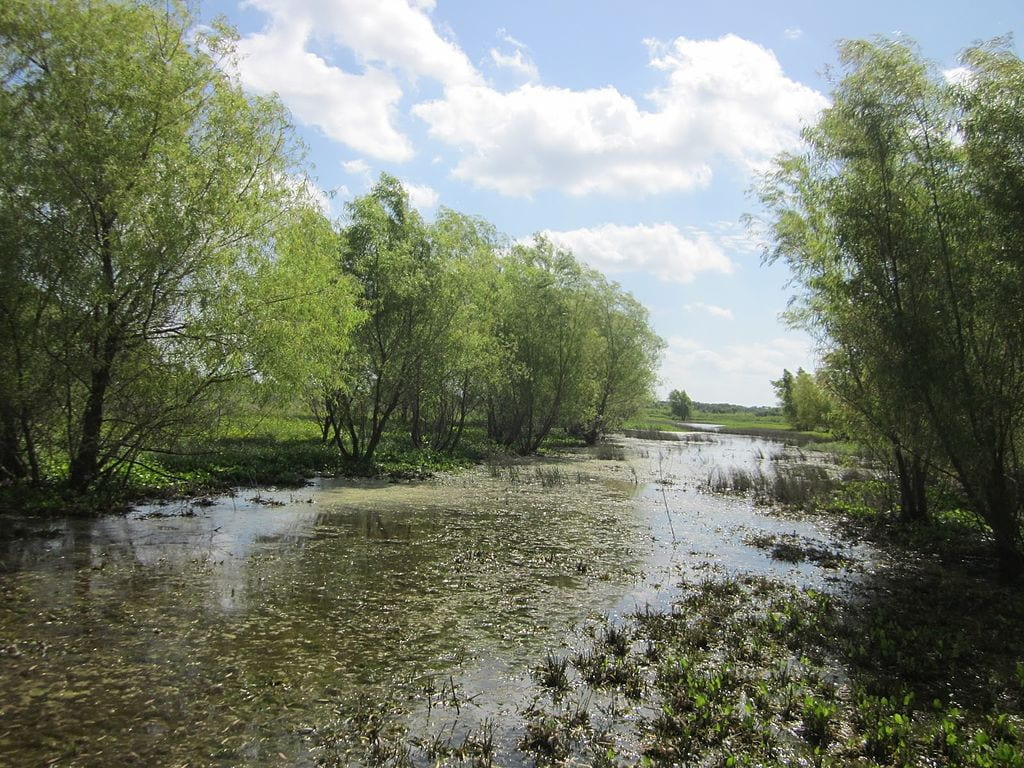 Black willows along the water's edge in a wetland area