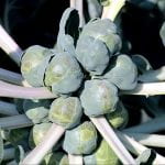 Cluster of Brussels sprouts on plant