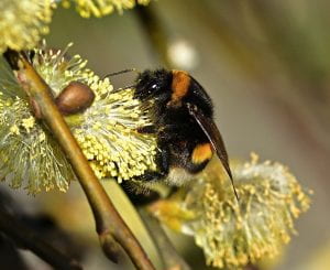 Bumble bee collecting nectar from a willow catkin