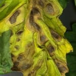 Brown bullseye lesions on a yellowing tomato leaf