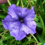 Purple petunia bloom