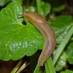 Slug on a green leaf