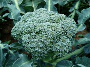 Head of broccoli growing on a broccoli plant