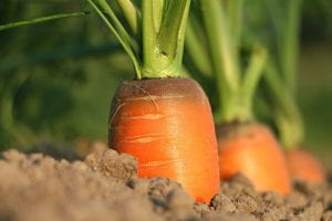 Carrots grwoing in soil with the top of the orange part sticking out of the soil