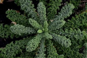 Picture looking down at the rosette of a curly kale plant