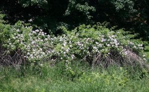A large thicket of multifloral rose in bloom on the edge of a wooded area