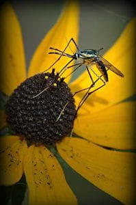A mosquito feeding on the nectar of flower with petals and a brown center