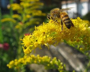 A bee visiting the yellow flowers of an Alpine Goldenrod plant