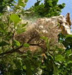 A silken fall webworm nest at the end of a branch full of caterpillars.