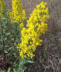 Large golden candle shapped infloresence of showy goldenrod