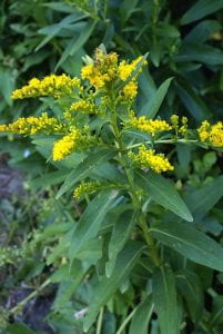 Brifht yellow flowers on a tall goldenrod