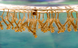  Larvae of Culex Mosquitoes. As seen on the picture, larvae make dense groups in standing water. A shift in the feeding behavior of those mosquitoes helps explain the rising incidence of West Nile virus in North America. It appears that the darker structure at the top center of the image is one pupa.