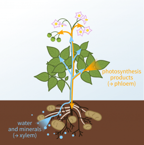 Xylem (blue lines) carries water from the roots upwards phloem (orange line) carries products of photosynthesis from the place of their origin (source) to organs where they are needed (roots, storage organs, flowers, fruits – sink); note that e.g. the storage organs may be source and leaves may be sink at the beginning of the growing season