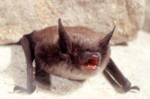A little brown bat on the ground with its mouth open, showing its teeth