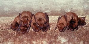 Cluster of bats hanging upside down from a ciment ceiling 