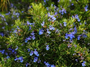 Small rosemary bush with lots of small blue-purple flowers