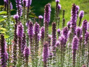 A group of blazing star blooms - cyclindrical spikes covered with tiny purple flowers