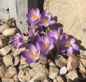 Clump of crocuses growing up against a building in a bed of rocks 