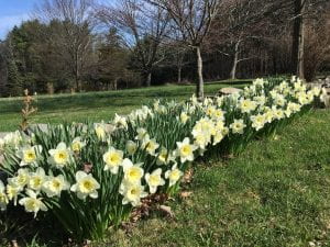 A two foot wide row of white daffodils growing on the edge of a grassy field