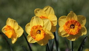 Cluster of daffodils yellow with orange centers